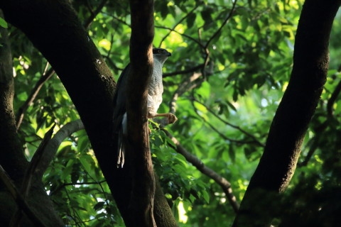 2017/5月 SIGMA150-600C+7D2 焦点距離600mm F6.3 ss1/500 ISO3200