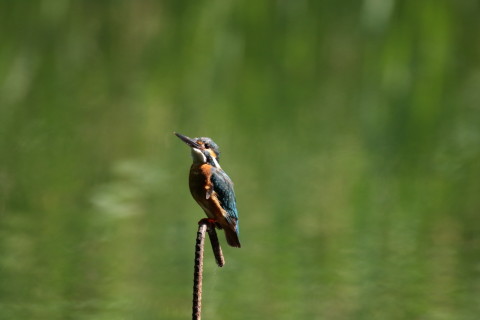 2017/5月 SIGMA150-600C+7D2 焦点距離600mm F6.3 ss1/500 ISO640 