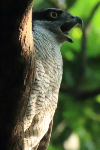 トリミング 2017/5月 SIGMA150-600C+7D2 焦点距離600mm F6.3 ss1/500 ISO3200