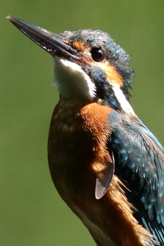 トリミング 2017/5月 SIGMA150-600C+7D2 焦点距離600mm F6.3 ss1/500 ISO640 
