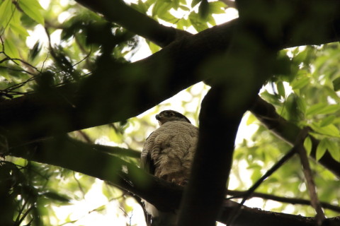 2017/6月 SIGMA150-600C+7D2 焦点距離600mm F6.3 ss1/125 ISO800