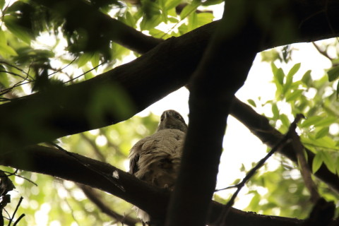 2017/6月 SIGMA150-600C+7D2 焦点距離600mm F6.3 ss1/100 ISO800