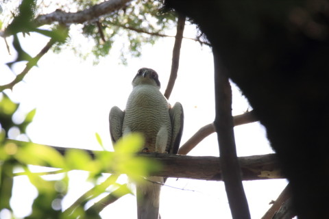 2017/6月 SIGMA150-600C+7D2 焦点距離600mm F8 ss1/320 ISO1600