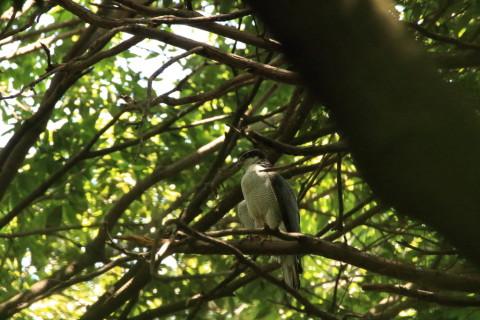 2017/6月 SIGMA150-600C+7D2 焦点距離600mm F8 ss1/500 ISO6400
