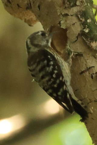 トリミング 2017/6月 SIGMA150-600C+7D2 焦点距離600mm F8 ss1/100 ISO1600