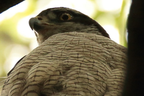 トリミング 2017/6月 SIGMA150-600C+7D2 焦点距離600mm F6.3 ss1/125 ISO800