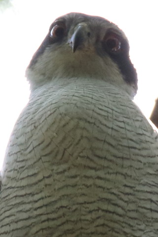 トリミング 2017/6月 SIGMA150-600C+7D2 焦点距離600mm F8 ss1/320 ISO1600