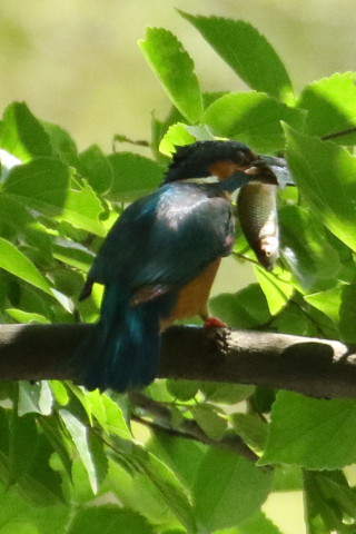 トリミング 2017/6月 TAMRONsp70-300+7D2 焦点距離300mm F8 ss1/1000 ISO2500