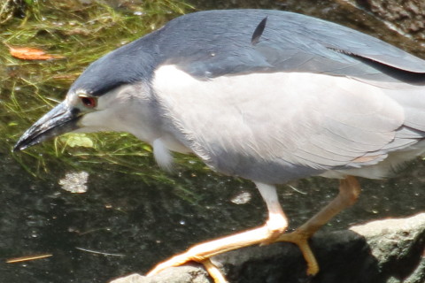 トリミング 2017/6月 TAMRONsp70-300+7D2 焦点距離300mm F5.6 ss1/200 ISO800