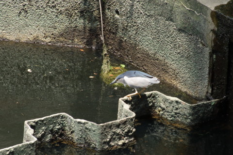 2017/6月 TAMRONsp70-300+7D2 焦点距離300mm F5.6 ss1/200 ISO800