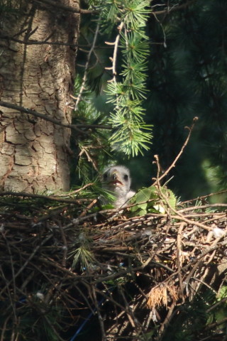 トリミング 2017/6月 SIGMA150-600C+7D2 焦点距離600mm F6.3 ss1/250 ISO400