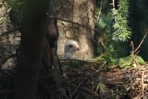 トリミング 2017/6月 SIGMA150-600C+7D2 焦点距離600mm F6.3 ss1/250 ISO400