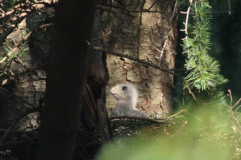 トリミング 2017/6月 SIGMA150-600C+7D2 焦点距離600mm F6.3 ss1/250 ISO500