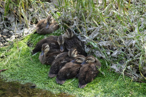 2017/6月 SIGMA150-600C+7D2 焦点距離283mm F8 ss1/250 ISO800