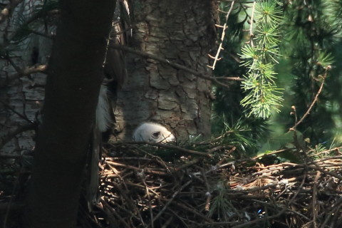 トリミング 2017/6月 SIGMA150-600C+7D2 焦点距離600mm F8 ss1/250 ISO640