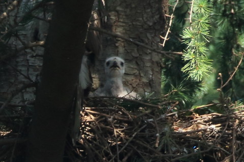 トリミング 2017/6月 SIGMA150-600C+7D2 焦点距離600mm F8 ss1/250 ISO640