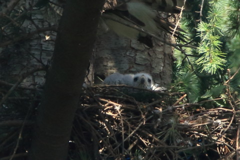 トリミング 2017/6月 SIGMA150-600C+7D2 焦点距離600mm F8 ss1/250 ISO800
