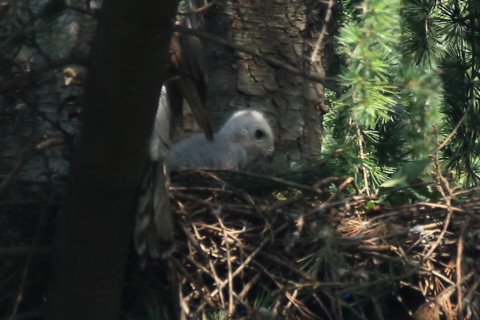 トリミング 2017/6月 SIGMA150-600C+7D2 焦点距離600mm F8 ss1/250 ISO640