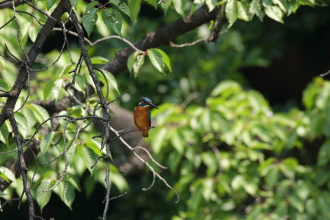 2017/6月 SIGMA150-600C+7D2 焦点距離600mm F8 ss1/500 ISO800