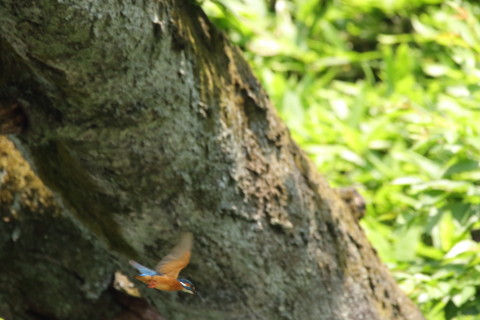 2017/6月 SIGMA150-600C+7D2 焦点距離600mm F8 ss1/640 ISO1600 Case3