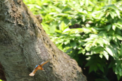 2017/6月 SIGMA150-600C+7D2 焦点距離600mm F8 ss1/640 ISO1600 Case3