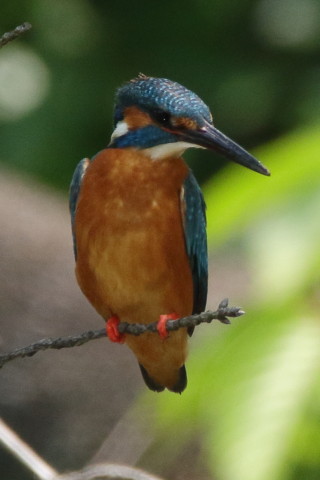 トリミング 2017/6月 SIGMA150-600C+7D2 焦点距離600mm F8 ss1/500 ISO800