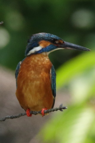 トリミング 2017/6月 SIGMA150-600C+7D2 焦点距離600mm F8 ss1/500 ISO800