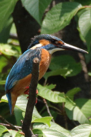 トリミング 2017/6月 SIGMA150-600C+7D2 焦点距離600mm F8 ss1/500 ISO640