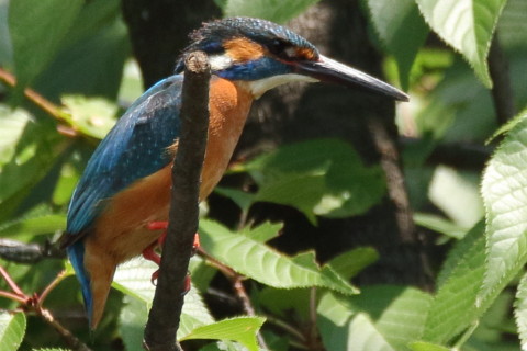 トリミング 2017/6月 SIGMA150-600C+7D2 焦点距離600mm F8 ss1/640 ISO800