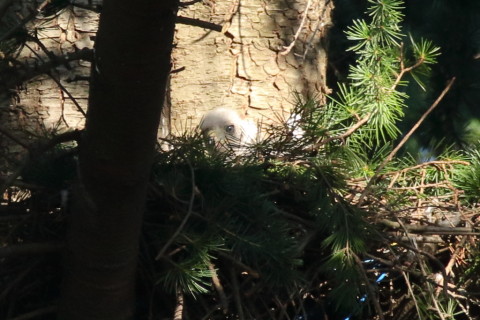 トリミング 2017/6月 SIGMA150-600C+7D2 焦点距離600mm F8 ss1/320 ISO800