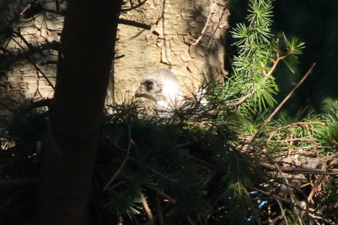 トリミング 2017/6月 SIGMA150-600C+7D2 焦点距離600mm F8 ss1/320 ISO800