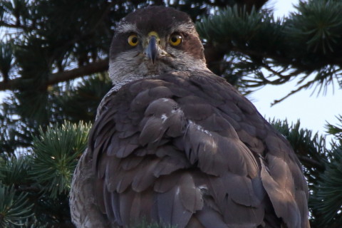 トリミング 2017/6月 SIGMA150-600C+7D2 焦点距離600mm F8 ss1/320 ISO400 