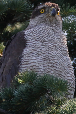 トリミング 2017/6月 SIGMA150-600C+7D2 焦点距離600mm F8 ss1/250 ISO320