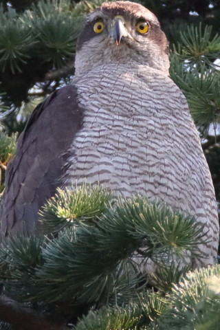 トリミング 2017/6月 SIGMA150-600C+7D2 焦点距離600mm F8 ss1/1000 ISO1600