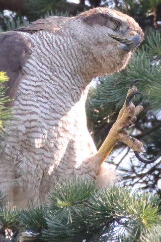 トリミング 2017/6月 SIGMA150-600C+7D2 焦点距離600mm F8 ss1/1250 ISO3200