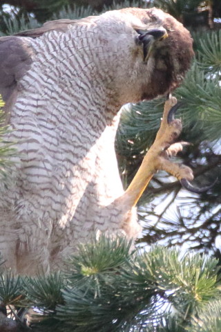 トリミング 2017/6月 SIGMA150-600C+7D2 焦点距離600mm F8 ss1/1250 ISO3200