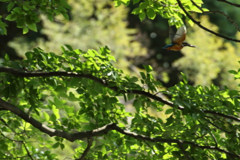 2017/6月 TAMRONsp70-300+7D2 焦点距離300mm F8 ss1/500 ISO1250 Case3