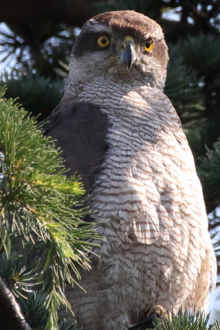 トリミング 2017/6月 SIGMA150-600C+7D2 焦点距離600mm F8 ss1/1000 ISO1000