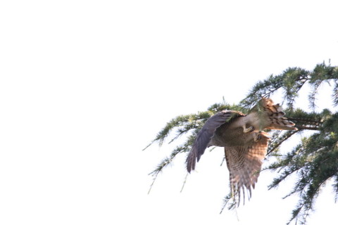 2017/6月 SIGMA150-600C+7D2 焦点距離600mm F8 ss1/1600 ISO3200 Case3