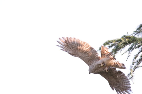 2017/6月 SIGMA150-600C+7D2 焦点距離600mm F8 ss1/1600 ISO3200 Case3