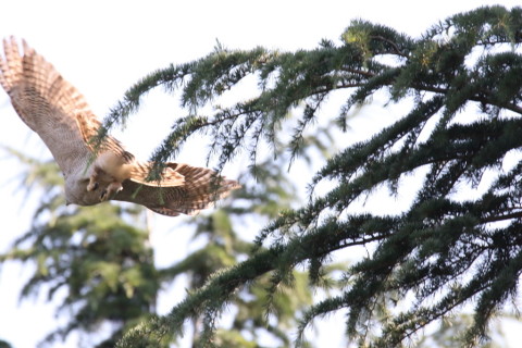 2017/6月 SIGMA150-600C+7D2 焦点距離600mm F8 ss1/1600 ISO3200 Case3