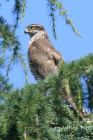 トリミング 2017/6月 SIGMA150-600C+7D2 焦点距離600mm F8 ss1/2000 ISO1000