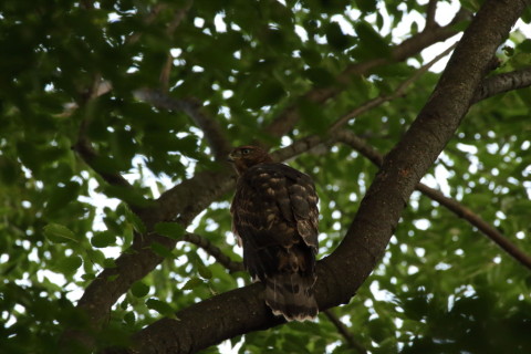 2017/7月 SIGMA150-600C+7D2 焦点距離600mm F8 ss1/500 ISO3200