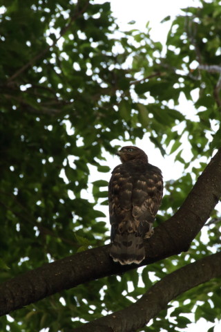 2017/7月 SIGMA150-600C+7D2 焦点距離600mm F8 ss1/500 ISO3200