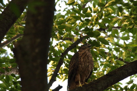 2017/7月 SIGMA150-600C+7D2 焦点距離600mm F8 ss1/640 ISO3200
