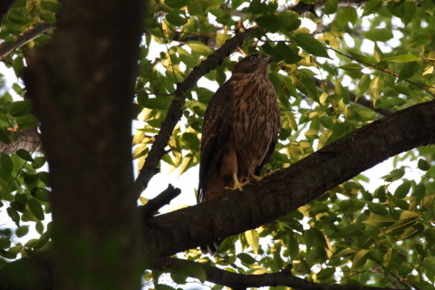 2017/7月 SIGMA150-600C+7D2 焦点距離600mm F8 ss1/640 ISO3200