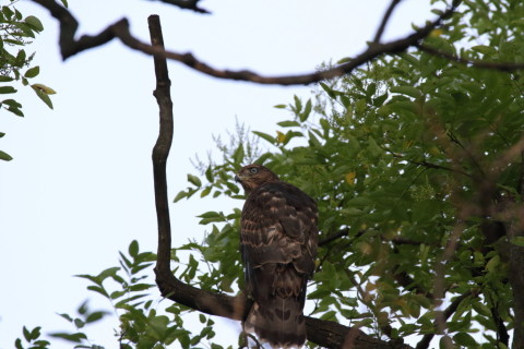 2017/7月 SIGMA150-600C+7D2 焦点距離600mm F8 ss1/2000 ISO3200