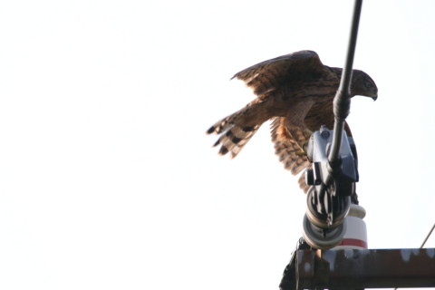 2017/7月 SIGMA150-600C+7D2 焦点距離600mm F8 ss1/500 ISO125 Case3