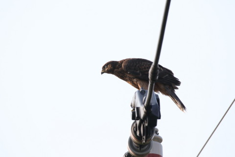 2017/7月 SIGMA150-600C+7D2 焦点距離600mm F8 ss1/500 ISO100