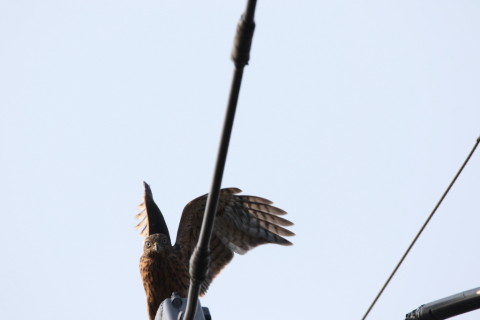 2017/7月 SIGMA150-600C+7D2 焦点距離600mm F8 ss1/500 ISO125 Case3